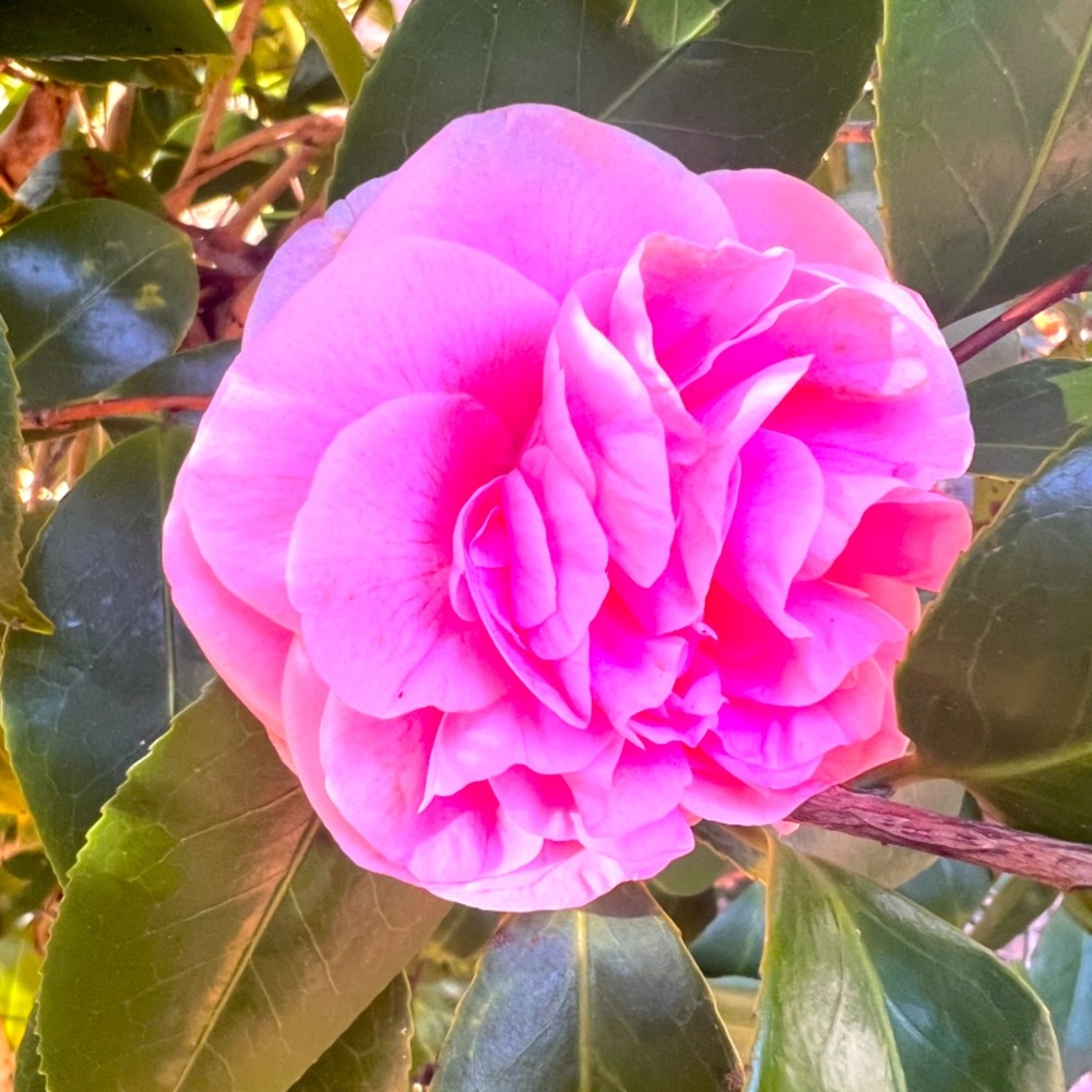 Meet your Posher, Cami